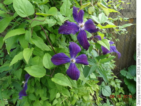 крупноцветковый , но банальный джипси куин(?)