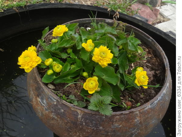 это начало нынешнего цветения