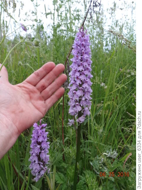 он бывает и таким