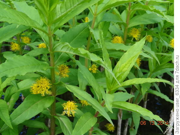 Это тоже вербейник. Кистецветный, он же наумбургия или кизляк