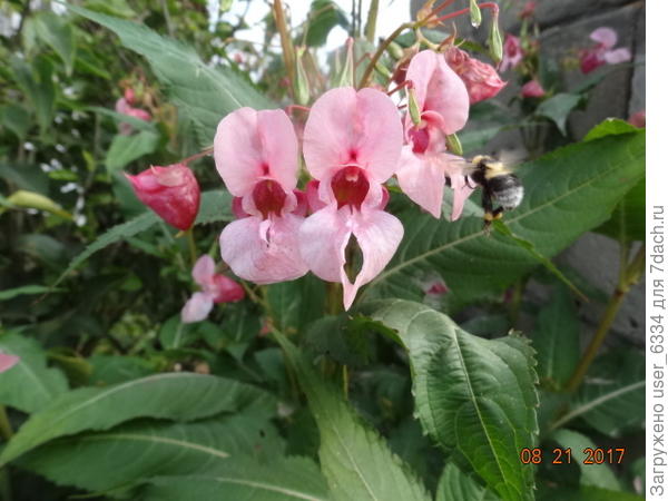 а это план крупный