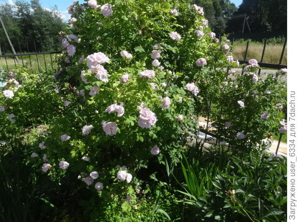 это она в хорошую погоду.