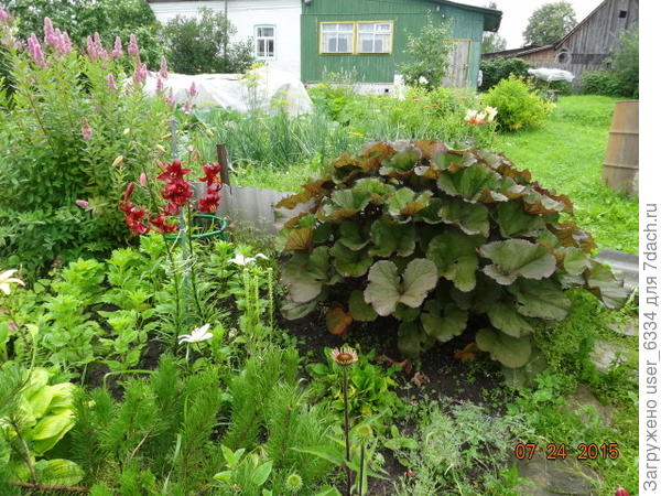 "Отелло" летом