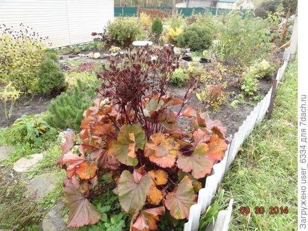 ..и поздней осенью