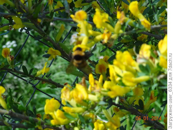 вот ветка моего ракитника русского