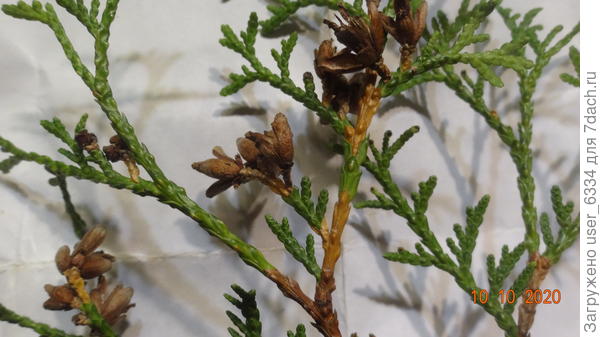 наша шаровидная старушка нынче не &amp;quot;цвела№, шишки прошлогодние. давно высыпавшиеся, но различия со снимком в вопросе разительны.