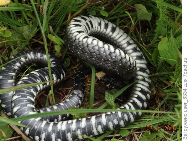 называется &quot;уйди, я психический!!!&quot; Змея начинает выгибаться и колбасится. надеясь, что мелькание её пестро окрашенного брюха озадачит супостата. Гадюка - та в таком случае норовит цапнуть, предварительно сделав стойку.