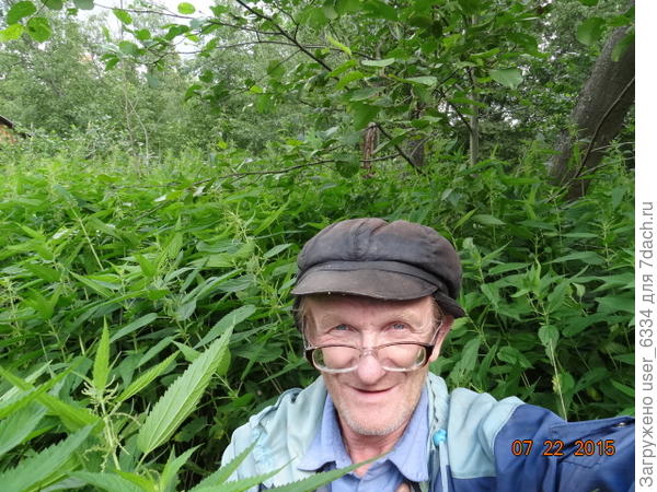 это не ракурс такой хитрый, крапива действительно с меня ростом. А рост у меня 178( без кепки) Пойма реки, ольшаник с азотфиксирующими бактериями на корнях...