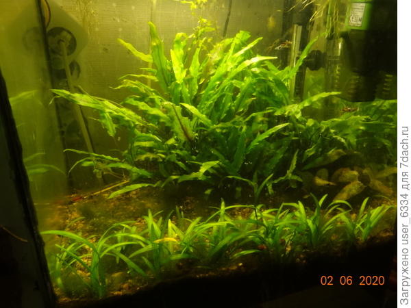 Вот этот запущен в январе 2018 и с тех пор только пропалывался и чистился сифоном от накопившейся на дне грязи( 40 мин в неделю). Правда в нем чуть побольше 30 л всего, но ничего не мешает поставить точно такой побольше.