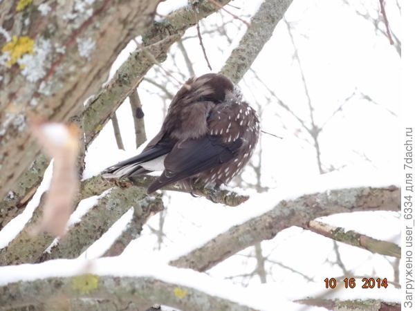 пытается поспать