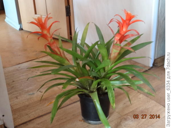 бывают и такие двуглавые орлы - поостереглись сросшиеся детки разрывать, воткнули парой.