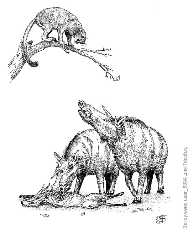 Миоцен, примерно 13 миллионов лет назад, где-то в Китае. Барбурофелид (ложная саблезубая кошка) сансаносмилус убил родственного мунтжакам оленя эопрокса но не успел насладиться трапезой, как был загнан на дерево парой четырехсоткилограммовых &quot;рогатых кабанов&quot; кубанохэров. Как и многие свиньи, кубанохэры были, скорее всего, всеядны и не отказывались от дармового животного белка, а достигавший величины леопарда или пумы сансаносмилус не мог им ничего противопоставить, особенно при численном превосходстве со стороны свиней.  https://batworker.livejournal.com/376451.html