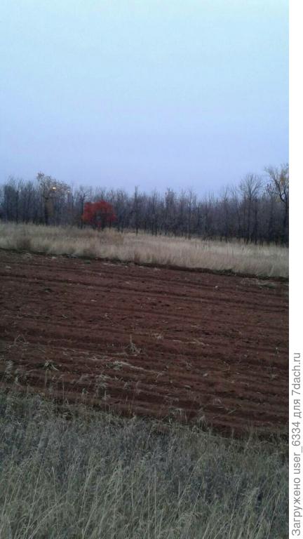 вот это бордовое пятно - скумпия в лесополосе ПОД ОРЕНБУРГОМ!!! Читатель прислал на определение в ЖЖ-сообщество &quot;Трава-у-дома&quot;