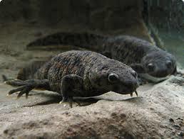 иглистый тритон в родной среде. Перепонок на лапках нет, как видите