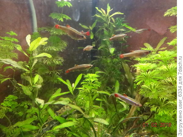 уже с рыбками. Глина уже осела, коагулировала и провалилась между зернышками гравия. Правда я заливал его в том числе и водой из действующего аквариума. Чисто на воде из водопровода муть держалась бы дольше.