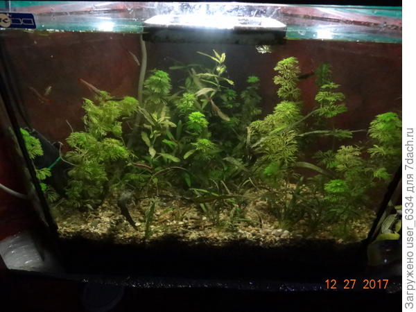 а вот он через 6 дней.