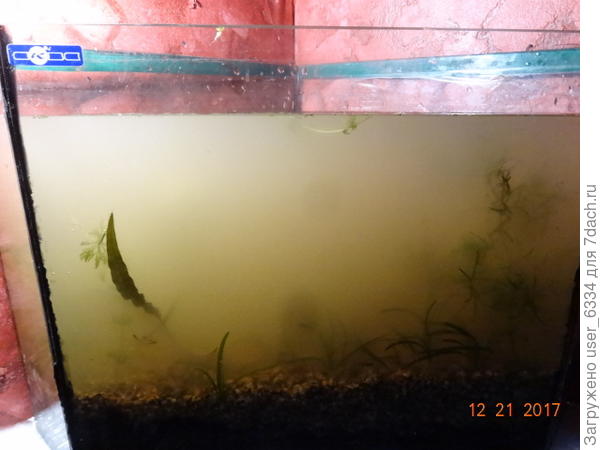 вот первый день заливки одного из моих аквариумов. Отсев карьерного песка слегка промыт прямо в речке. Под песком - садовая земля. Но муть не от неё - вместе с зернышками мелкого гравия оказалось немало катышков глины. Ну и чо?