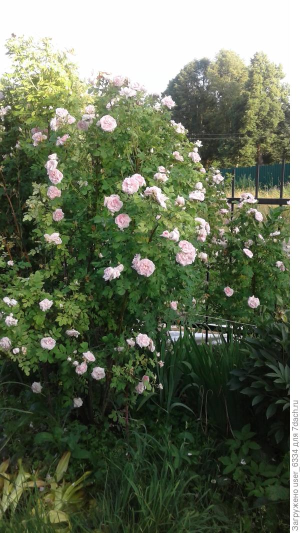 Это не морщинистая роза, но и у неё ремонтантный характер цветения. Два метра высотой. обильная и душистая, поросль образует немногочисленные, но хорошо выраженные кусты на некотором расстоянии от маточного. В нынешнюю зиму натыкали по грядкам и нарезанных черенков - посмотрим, как будет укореняться.