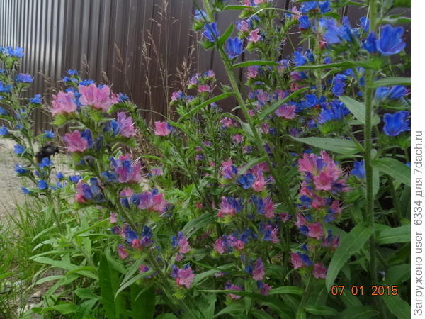 Синяк обыкновенный