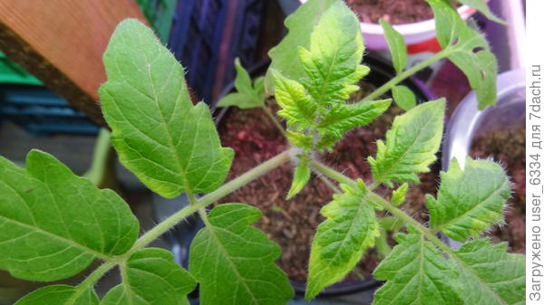 или даже так