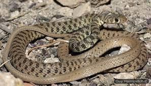 но это среднеазиатский вид! Полного соответствия с Вашим снимком нет, но особи этого подвида довольно изменчивы, а основной подвид и вовсе по-другому выглядит.