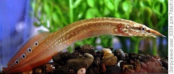 Каким-то чудом удалось догадаться, что это макрогнатус из Хоботнорылых