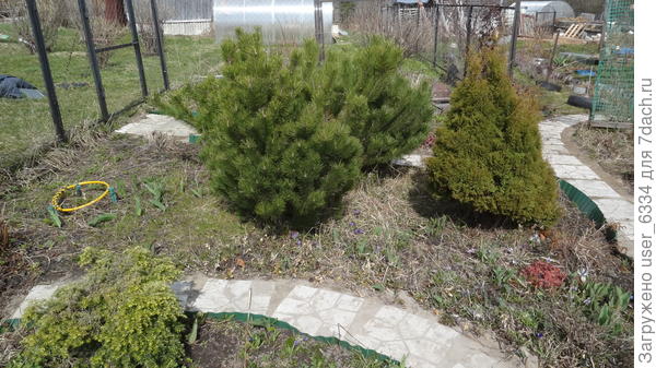 Сосна горная в компании туи "тедди". На переднем плане - тсуга.