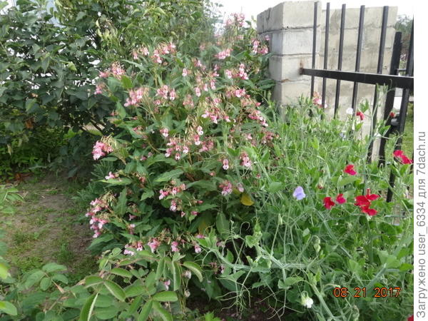 , вырастают мощные "древеса" с розовыми цветочками и странным душным запахом