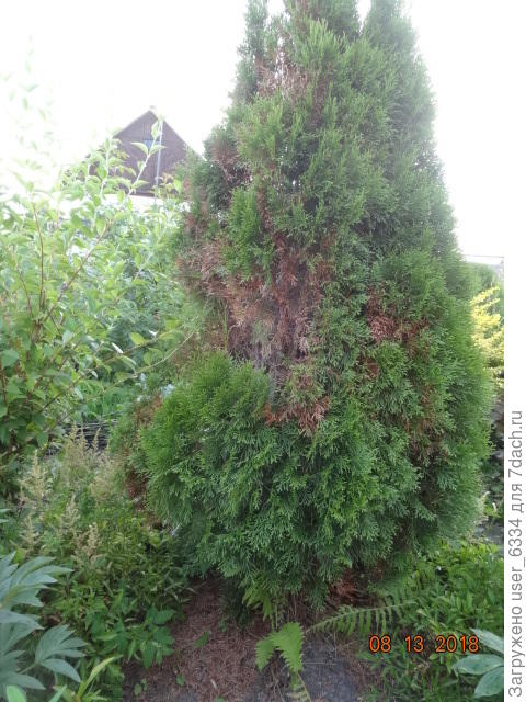 август того же года.