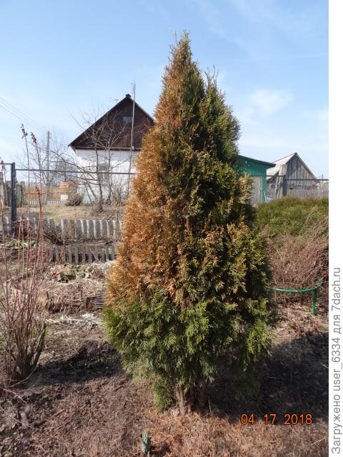 туя Смарагд, 2018, апрель.