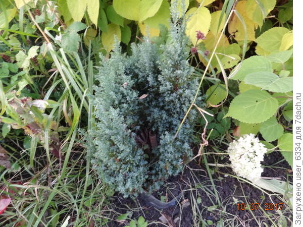 он же через полтора года