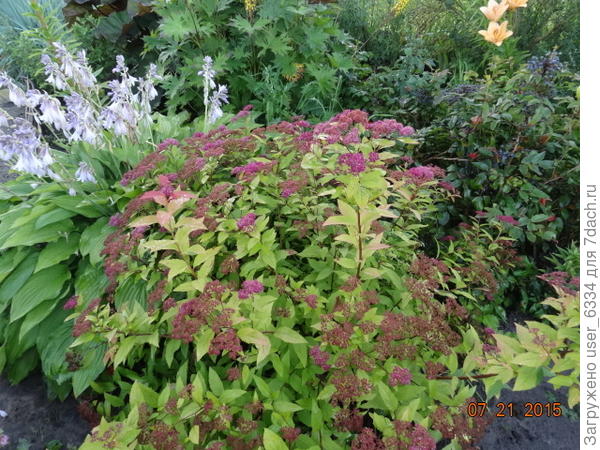 японская/Бумальда.