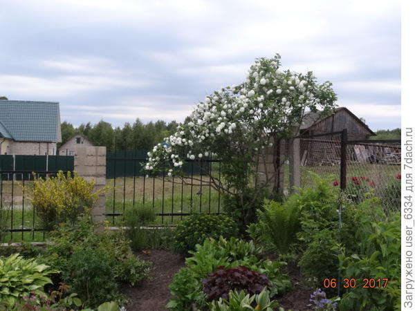 декоративная калина