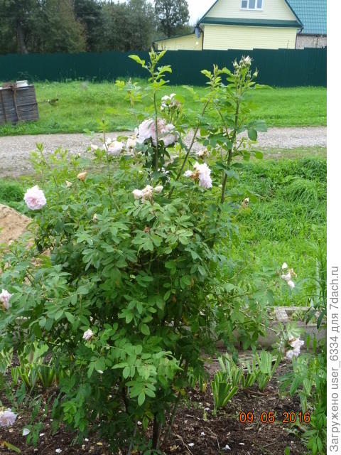 вот она 5 лет назад