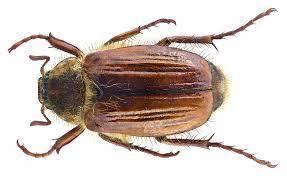 Июньский вот.