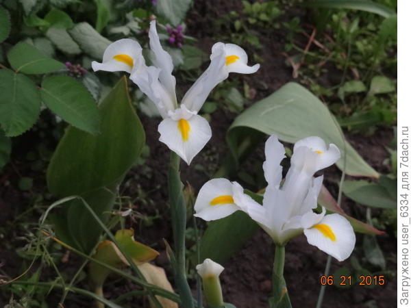 покрупнее план. Прелесть ведь!