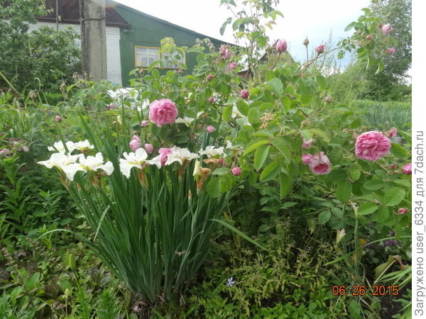 третий. Цветет не столь обильно, и цветоносы короче листьев, но цветы крупнее, а листья шире и не просто &quot;зеленая осока&quot; а с легким сизоватым оттенком