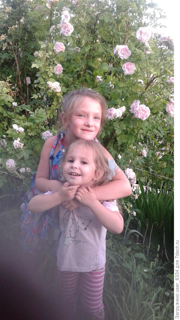 обычно не обмерзает, но в эту зиму околосороковой температуры не выдержала, обмерзла по уровень снега. Тем более. что её не пригнешь. Ничего, сейчс уже щетка зеленых побегов и все с бутонами, да и цветы есть на оставшихся участках старых стволов.