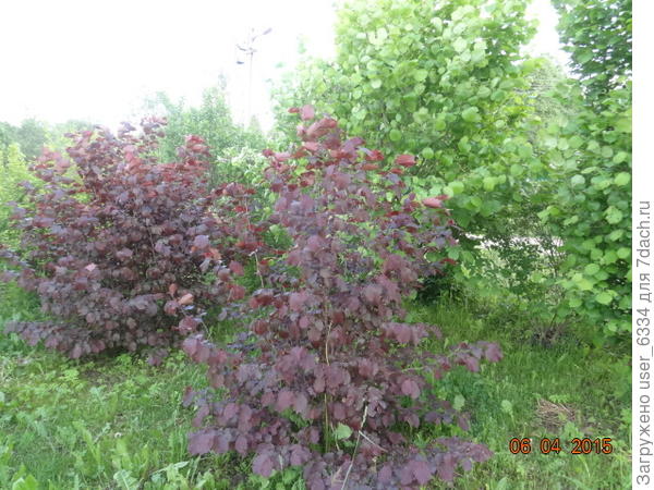 это ещё молоденькие.