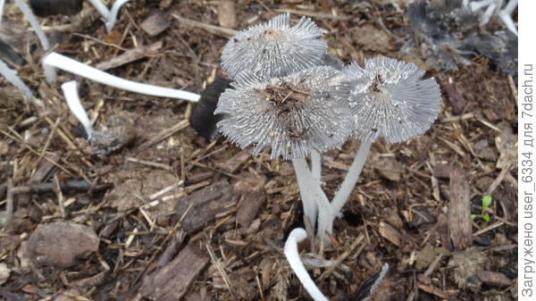 плиссированные, однако