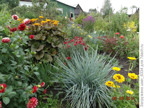 Вот он на переднем плане. Овсяницы крупнее раза в три. Красивый, но очень расползается, если не хотите бороться с порослью, то хорошенько ограничивайте.