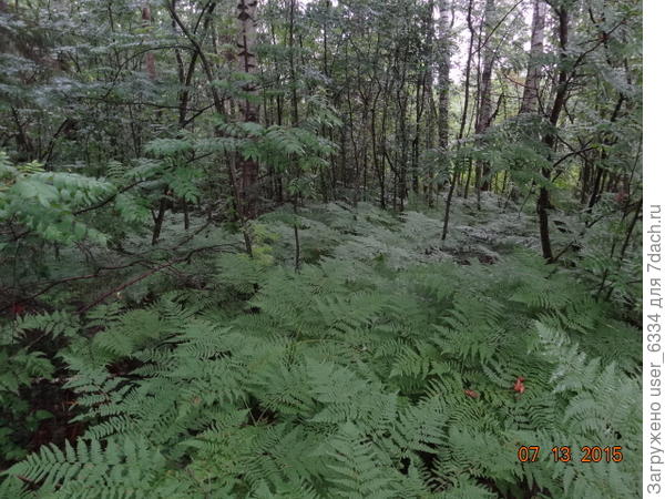 его заросль в лесу