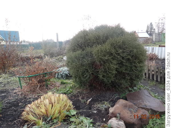 Вот этой как раз лет 30. Если не больше. Тёща стащила её ( и ещё одну) из заброшенного питомника в начале90-х. Когда Люся вышла за меня замуж и уехала в деревню, одну отдала ей.  Типа приданое. Оставшийся на тёщиной даче экземпляр на следующий год  тоже спёрли. А наша пережила 3 переезда только с нами, снабдила потомством всех интересующихся декоративным садоводством в деревне( очень легко черенкуется) и ещё выросла, за 6 лет прошедшие со времени снимка.