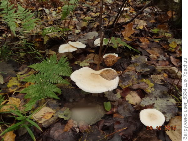 ну вот рядовка белая, совершенно несъедобный гриб с редечным запахом и жгучим вкусом