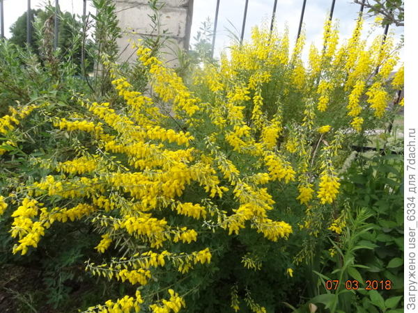 ракитник чернеющий