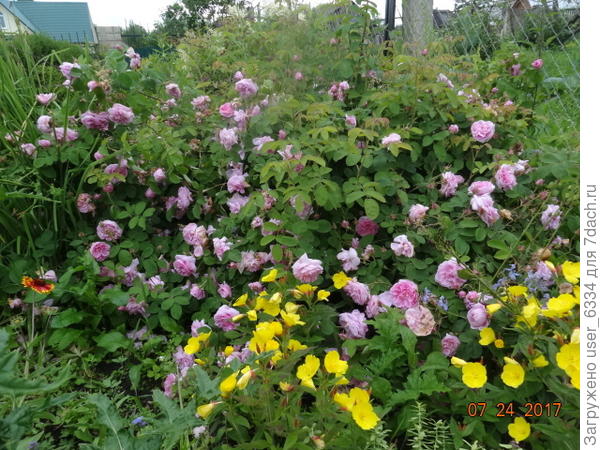 " старинная парковая"