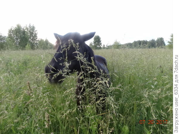 как моя старушка Стёшка когда-то