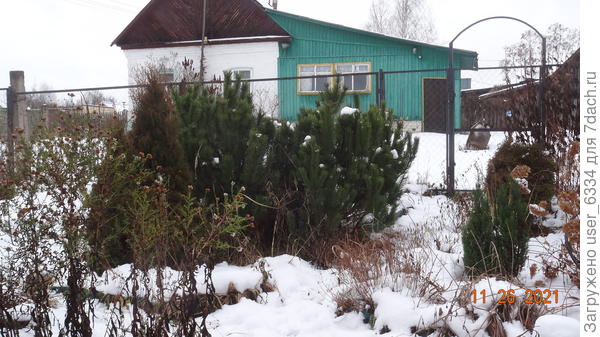 та же парочка с другой сторны, тут и можжевельник Компресса в кадр попал