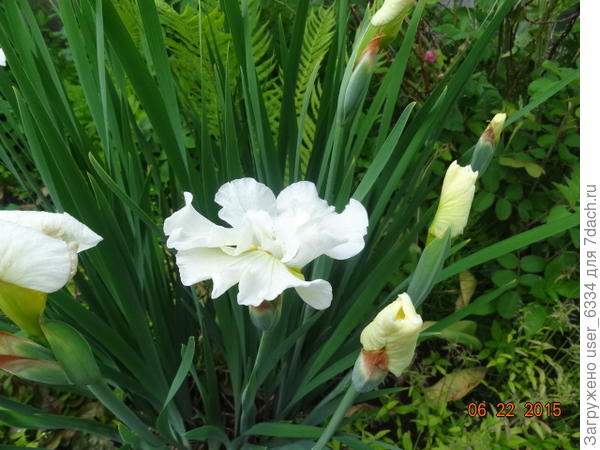 белый цветет не так пышно, но у него красивая сизая листва