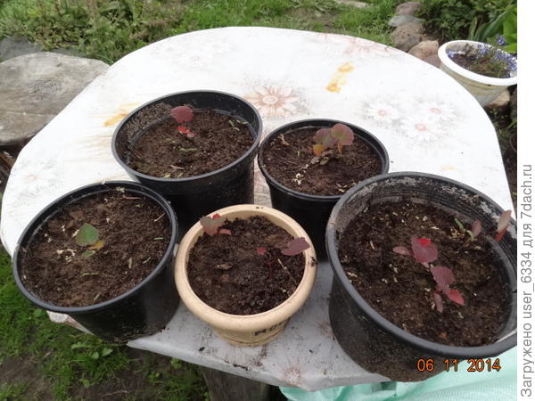 Такими делаются через месяц